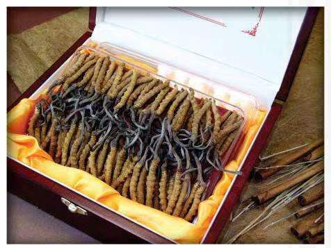 蕉岭冬虫夏草回收